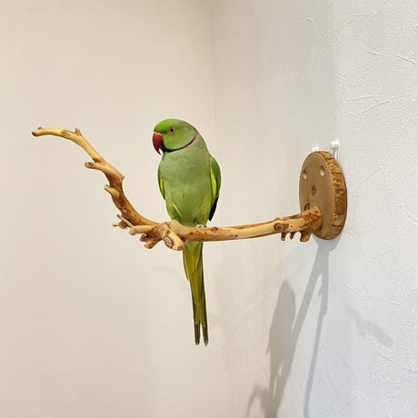ピノキオの鼻 ②