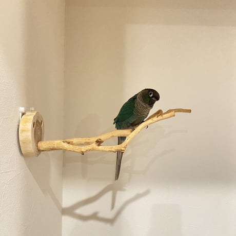 ピノキオの鼻 ④