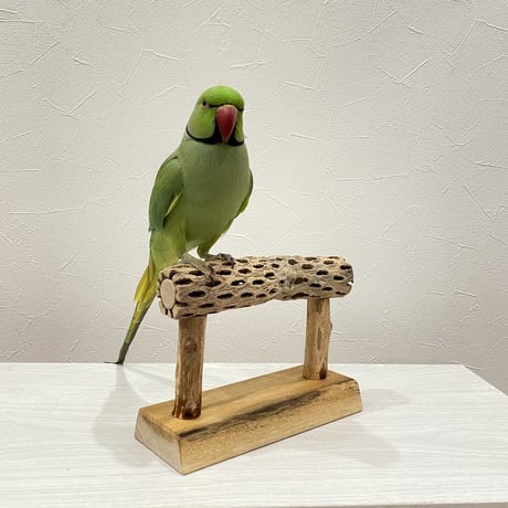 カクタスのスタンドパーチ パーチ長さ19cm