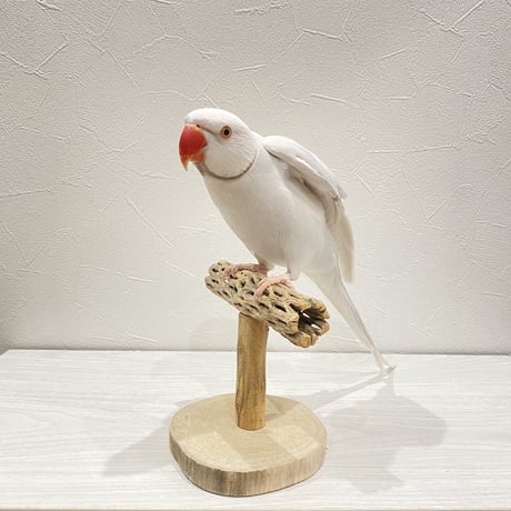 カクタスのスタンドパーチ①　パーチ長さ13.5cm／高さ13.5cm