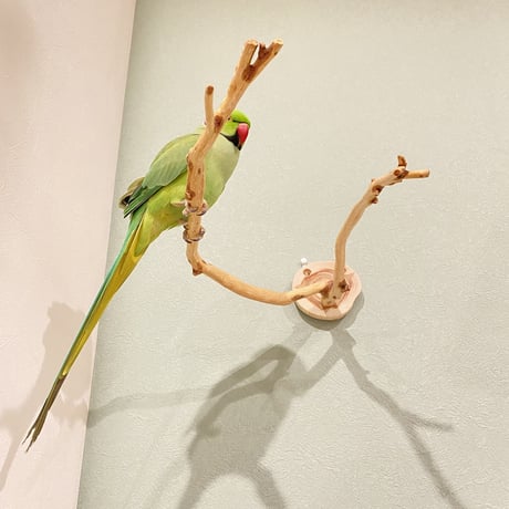 ピノキオの鼻 ⑤