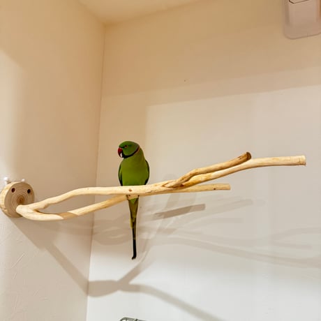 桧のピノキオの鼻 ⑤  【自然木 天然木 止まり木 インコ オウム】