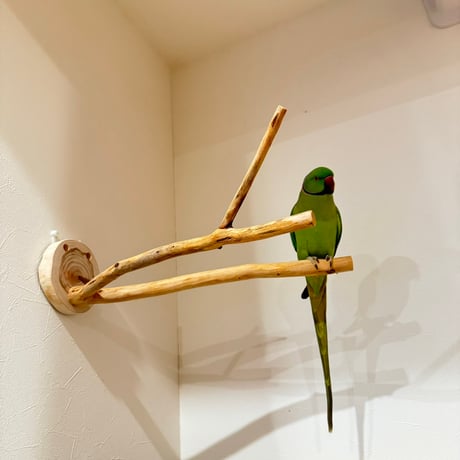 桧のピノキオの鼻 ①