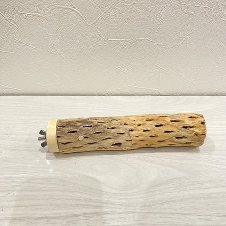 カクタスパーチ【6】小 直径約3-4cm/16cm
