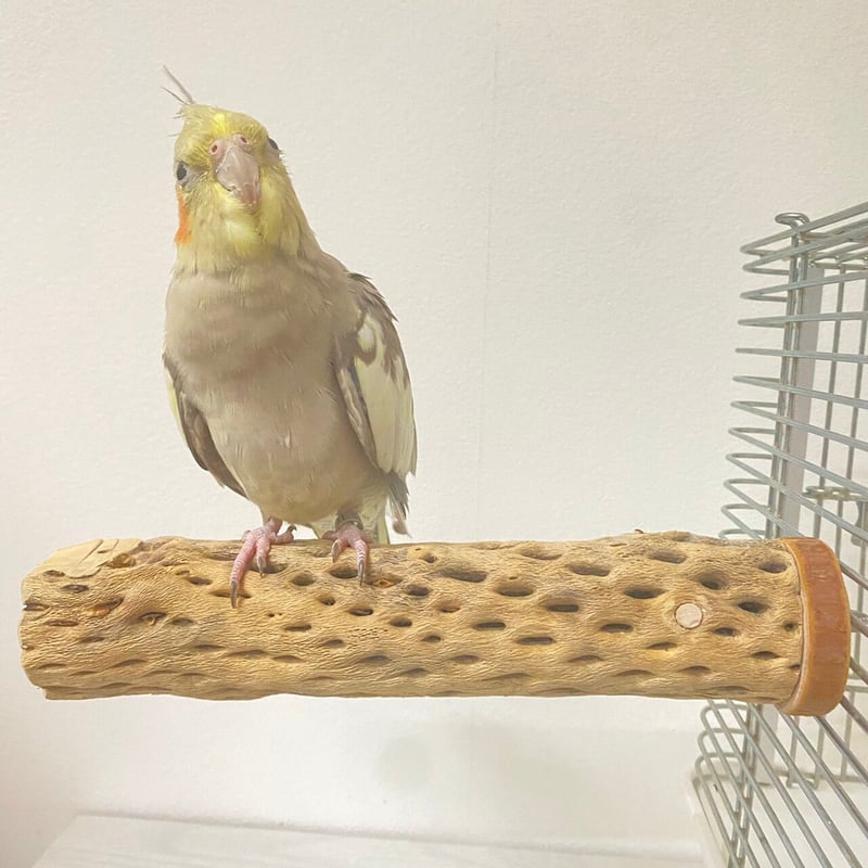 カクタスパーチ中サイズ直径（約5.5cm）／21cm ④ | 自然木の鳥用品 鳥