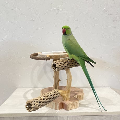 ツタとカクタス アリスのお茶会テーブル