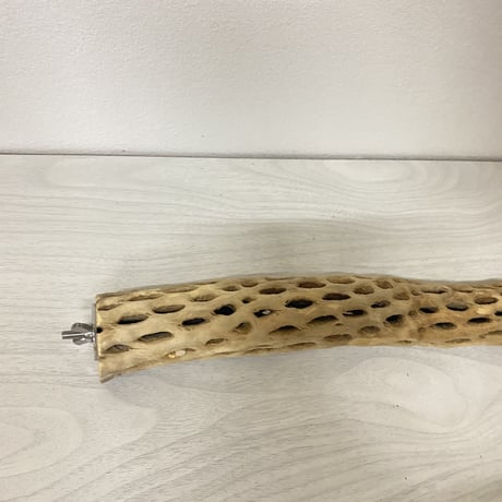 ケージサイズカクタスパーチ 小サイズ直径3-4cm HOEI465 ③