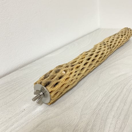 ケージサイズカクタスパーチ⑥ 極小サイズ直径2-3cm HOEI35サイズ