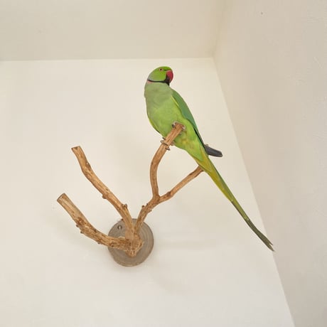 ピノキオの鼻 ⑦