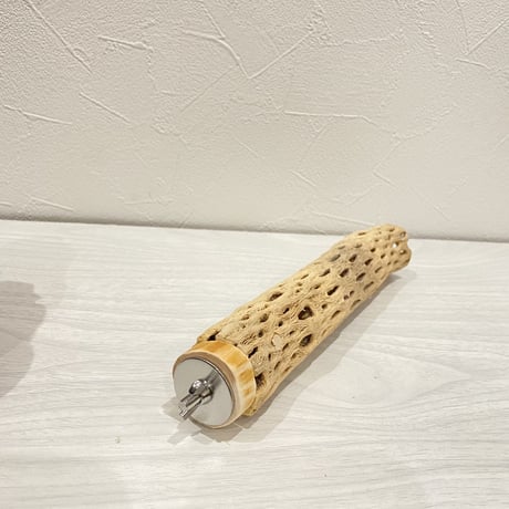 カクタスパーチ⑤ 小サイズ直径3.5〜4cm/20cm