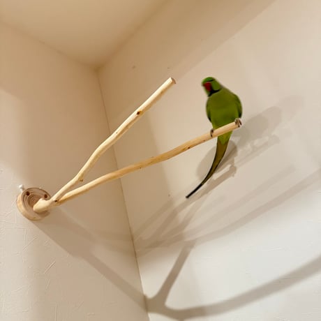 桧のピノキオの鼻 ②【インコ 自然木 止まり木 】