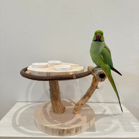 ツタとカクタス アリスのお茶会テーブル