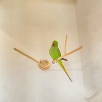 桧のピノキオの鼻 ⑤【インコ・小鳥のおもちゃ　自然木の止まり木】