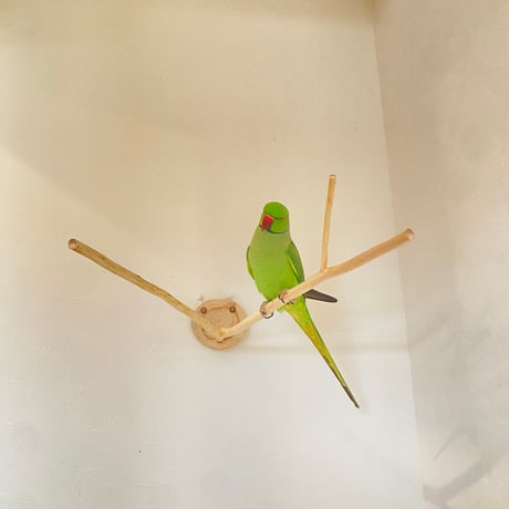 桧のピノキオの鼻 ⑤【インコ・小鳥のおもちゃ　自然木の止まり木】