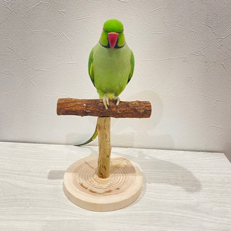 自然木(ツタ)のスタンドパーチ④   パーチ長さ16cm／高さ約16.5cm