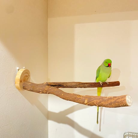 ツタのピノキオの鼻【中型から大型用】