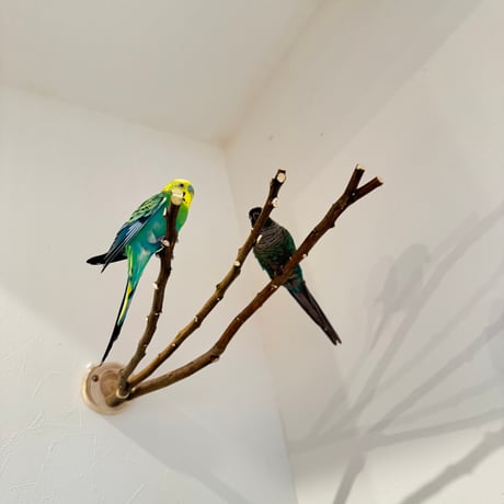 無農薬レモンの木 ピノキオの鼻 ②現品限り【インコ 自然木 止まり木 】