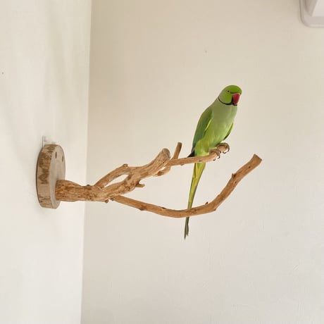 ピノキオの鼻 ⑦