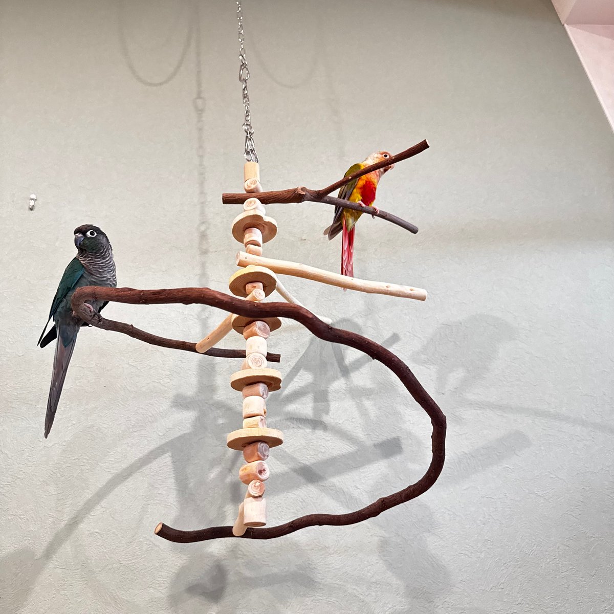 コトリのなる木カスタム つり下げゆらゆらバードアスレチック【インコ