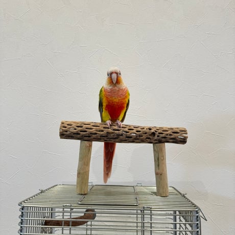 使い方いろいろ 屋上カクタスパーチ【3】 小25cm