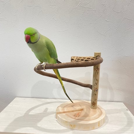 ツタのぐるりんスタンドパーチ①　カクタス付き