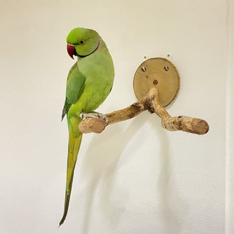 ピノキオの鼻①