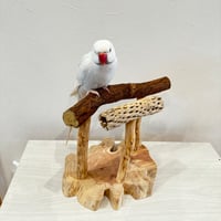 ツタとカクタスのスタンドパーチ【B】
