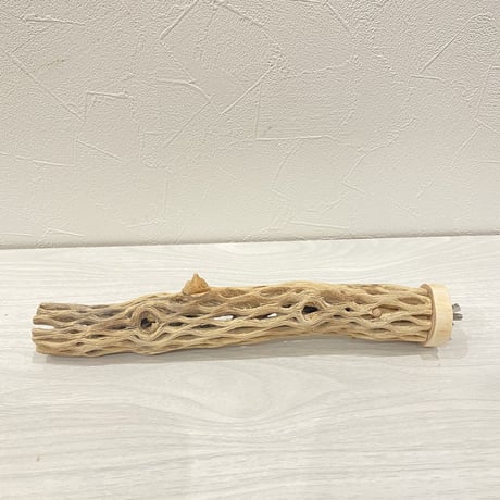 カクタスパーチ⑤ 小直径約3.5cm/25cm