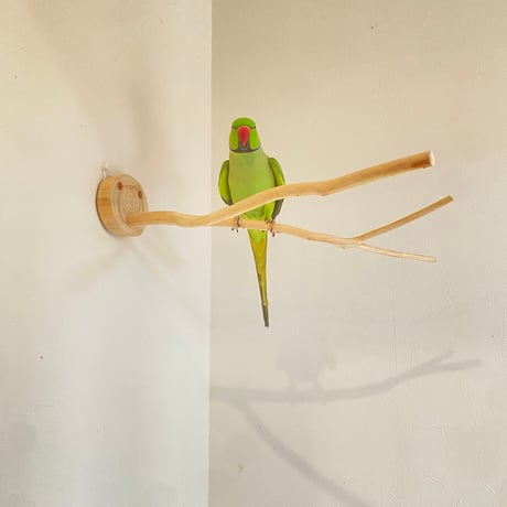 桧のピノキオの鼻 ⑥【インコ・小鳥のおもちゃ　自然木の止まり木】