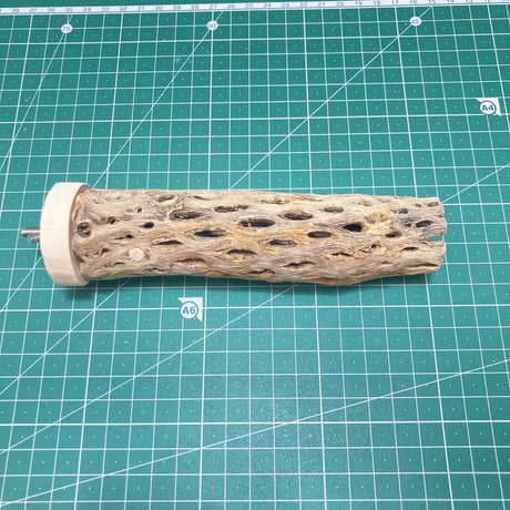 カクタスパーチ（12）小3-4㎝長さ15㎝