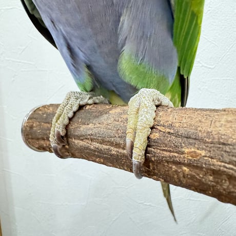 殿様パーチ（自然木ツタ） HOEI465サイズ 直径約3cm シロハラインコ 【インコ 天然木の止まり木】