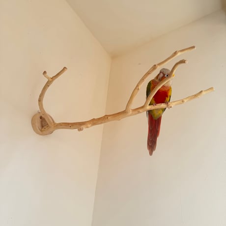 【O様専用】貝塚伊吹のピノキオの鼻　【インコ 止まり木 自然木 パーチ 】