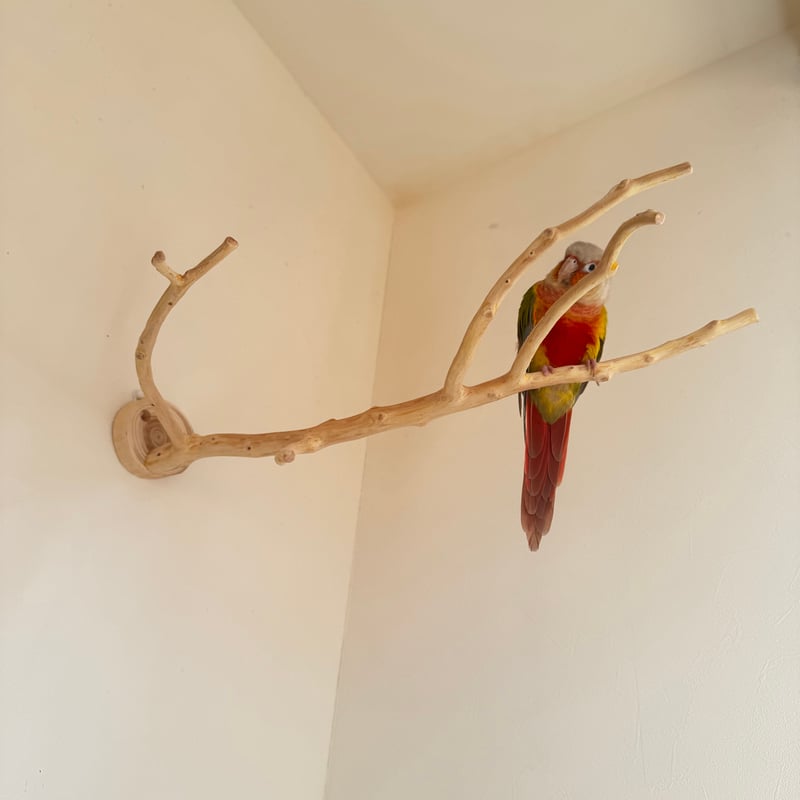 O様専用】貝塚伊吹のピノキオの鼻 【インコ 止まり木 自然木 パーチ