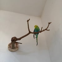 トウカエデのピノキオの鼻【E】