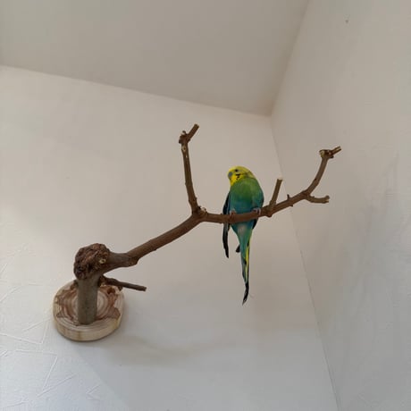 トウカエデのピノキオの鼻【E】