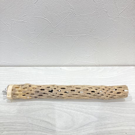 カクタスパーチ極小①　直径約2~3cm 長さ20cm