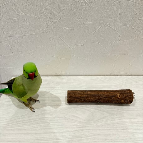 自然木（ツタ）パーチ① 直径3.8cm/長さ20cm