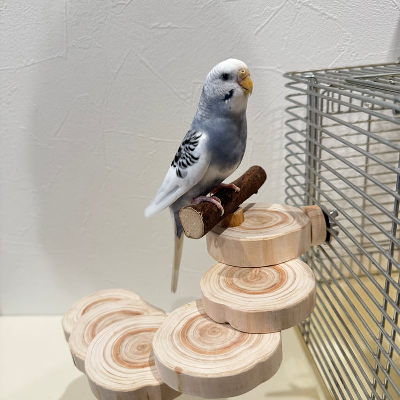 螺旋階段パーチ（可動式） | 自然木の鳥用品 鳥豆堂【トリマメドウ