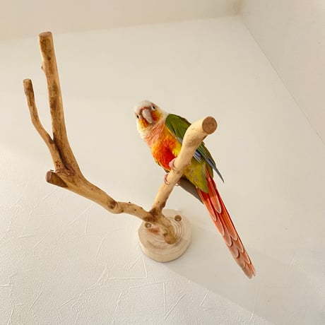 ピノキオの鼻 ⑧
