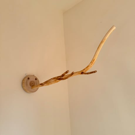 桧のピノキオの鼻 ①