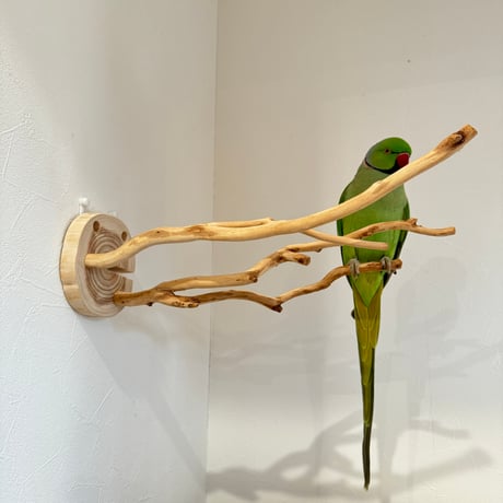 ピノキオの鼻 ① お鼻2本