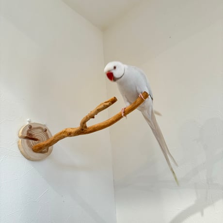 ピノキオの鼻 ①
