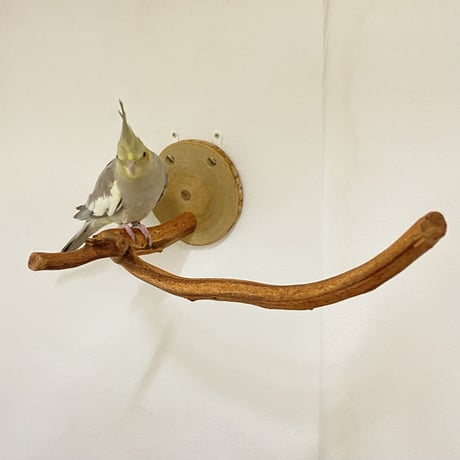 ピノキオの鼻 ⑥