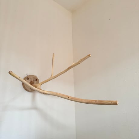 桧のピノキオの鼻④