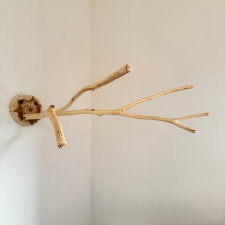 桧のピノキオの鼻① お鼻2本