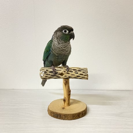 カクタスのスタンドパーチ①　パーチ長さ11.5cm／高さ14cm
