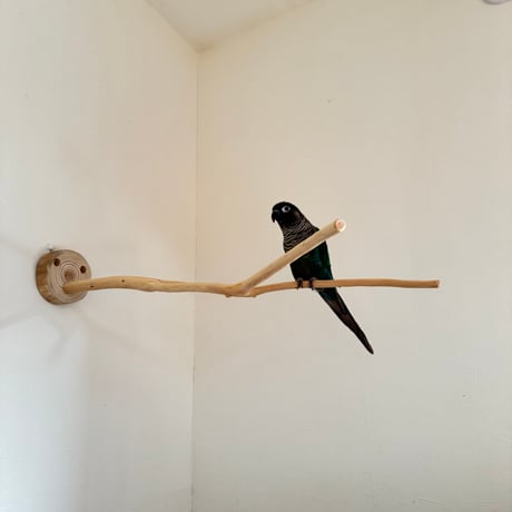 桧のピノキオの鼻②