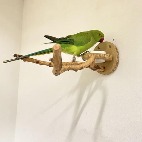 ピノキオの鼻②