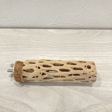 カクタスパーチ②  極小 直径3cm前後 長さ10cm