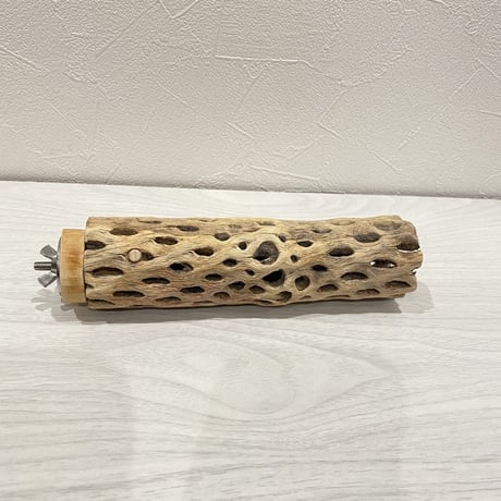 カクタスパーチ① 中サイズ直径5cm/17cm